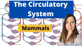 Mammalian Circulatory System: Closed, double circulatory system.  A-level Biology.