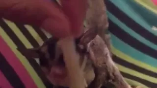 Sugar glider eating sugarcane