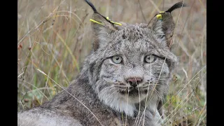 Canada Lynx in Maine w/ Jennifer Vashon 3-9-2022