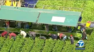 Coronavirus crisis: Relief fund set up to help farm workers, their families | ABC7