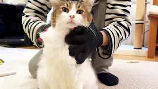 Healing time by brushing a cat! I brushed a fluffy cat and it felt too good to be ecstatic.