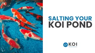 Should You Salt Your Koi Pond?