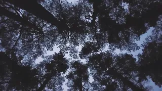 Trees Relaxing Music