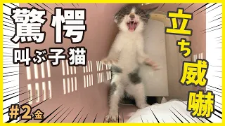 保護したビビり猫は、威嚇がスゴい子猫のバリびび君でした…強烈ビビり集。【博多弁を喋る猫・金2】/ timid kitten grows cute