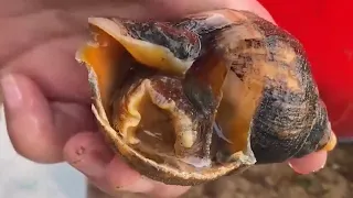 1 Large Conch And A Dozen Clams Buried In The Sand(Catch the sea)