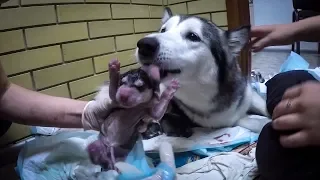 Маламут рожает щенков / роды у собаки / malamute gives birth to puppies