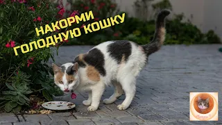 Накорми бездомную кошку 🥰