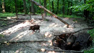 Стадо кабанов. Сеголетки в августе / Herd of wild boars. Yearlings in August.