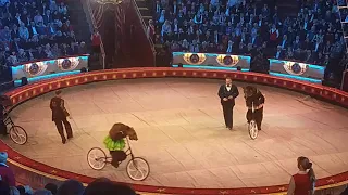 Russian Bear riding bicycle in Moscow circus