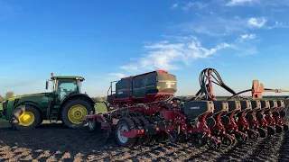 Посев Подсолнуха 🌻сеялкой хорш фокус по технологии Strip-till