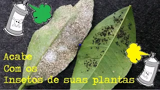 Inseticida Eficiente Contra Cochonilhas, Mosca Negra com Imagem Ampliada dos Insetos