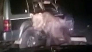 Bear Goes on Rampage After Being Run Over