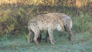 stuning Hyena interaction