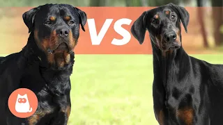 Rottweiler VS Doberman Pinscher 🐶 Which is Best for You?