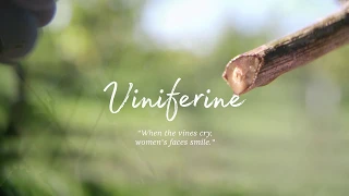 Caudalie - Die Geheimnisse der Weinrebe - Das Viniferine