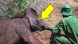 After Poachers Took This Baby Elephant Mom’s life, Rescuers Found Them In The Saddest Circumstances