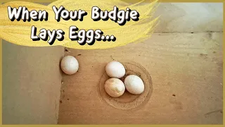 When Your Budgie Lays Eggs...