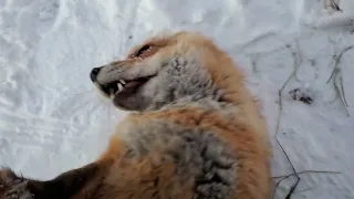 How does Finnegan Fox react to a sneeze?