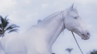 Ночь「 Equestrian sport MV 」HD