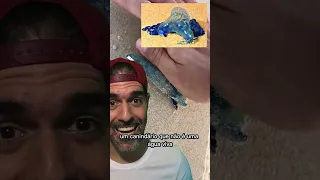 Caravela Portuguesa - um dos animais mais VENENOSOS do mar | Pidobiologia