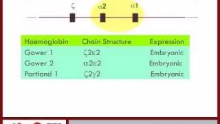 Haemoglobin synthesis pt 3 / 6