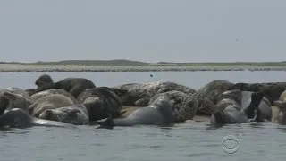 Cape Cod beaches swamped by seals