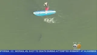 Portion Of Seal Beach Reopens After Paddleboarder's Close Call With Great White Shark