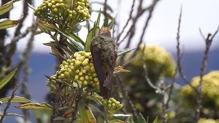 Birding adventures Colombia / Buffy Heltmetcrest (endemic)