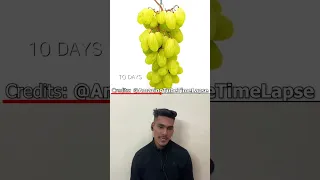 Grape To Kismish (Raisin) Transformation Timelapse #shorts #timelapse