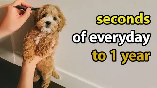 Puppy Growing 8 Weeks to 1 Year | Cavapoo