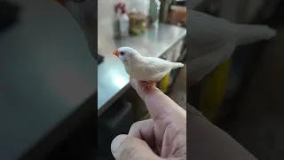 White Zebra Finch Fly