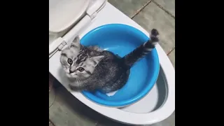 funny cat potty training in toilet 🐈😂|Funny animals video