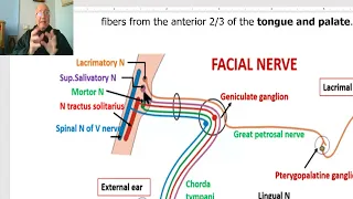 Anatomy of head and neck module in Arabic 78 (Facial nerve, part 1) , by Dr. Wahdan