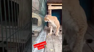 Кошка увидела Тигра! #tiger