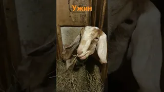 Козий ужин