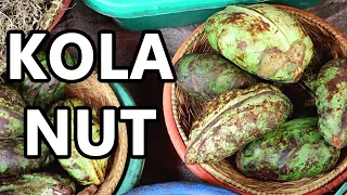 KOLA NUT - The Stimulating Fruit Once Used in COCA COLA - Weird Fruit Explorer ep. 379