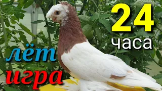 Богатый 24 часа лёт и игра! Двухчубые голуби. Tauben. Pigeons. Palomas. Pombos. 비둘기.