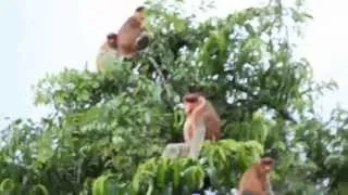 Proboscis Monkeys in Indonesia