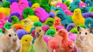 Amazing Transport millions of cute chickens, colorful chickens, cute ducks, rabbits, hamsters, ll3