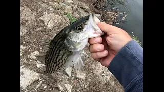 Spring Striper Run 2024 in the California Delta Bank fishing! Top Water Bite is on Fire Part 2