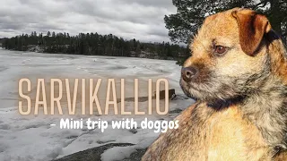 Sarvikallio - Mini Trip With Doggos | Sarvikallion virkistysalue