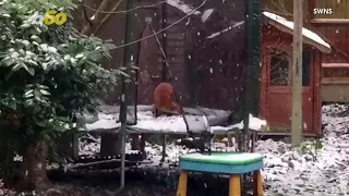 Watch Adorable Fox Live His Best Life Jumping on a Snowy Trampoline