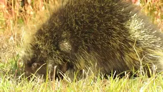 A Prickly Pair!