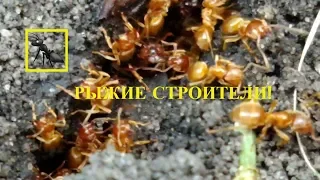 Рыжие муравьи - строители восстанавливают любимый дом.