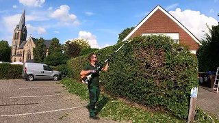 TRIMMING a Hedge of Ivy gives such a SATISFACTORY RESULT