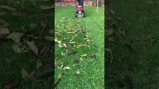 Honda Izy Autumn / Fall Grass Cutting