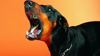 Звук собаки | dog barking sound