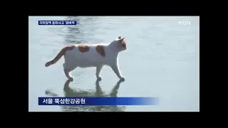 Cat Walking on Frozen Han River (Original and Remix)