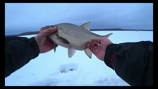 Лещ гнёт кивки. Десногорское водохранилище. Богданово.