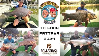 The Overrated Anglers - Fishing in Thailand - Ta Chan Pattaya with some great carp landed!!